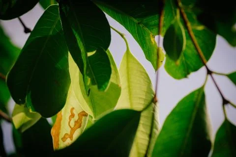 Closeup pattern of leaves with backlight effect. nature composition with nois Foto stock