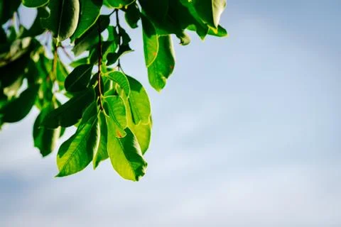 Closeup pattern of leaves with backlight effect. nature composition with nois Foto stock