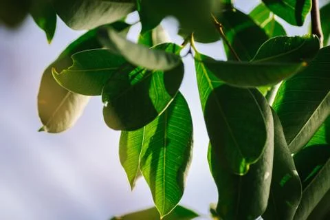 Closeup pattern of leaves with backlight effect. nature composition with nois Foto stock