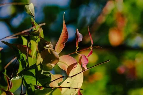 Closeup pattern of leaves with backlight effect. nature composition with nois Foto stock