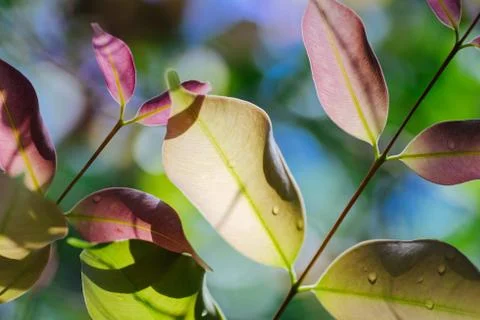 Closeup pattern of leaves with backlight effect. nature composition with nois Stock Photos