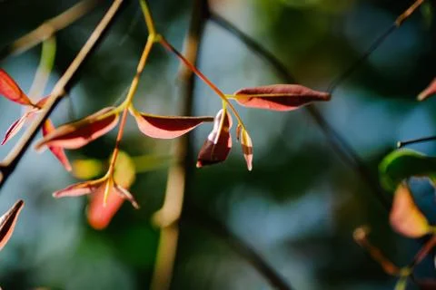 Closeup pattern of leaves with backlight effect. nature composition with nois Foto stock