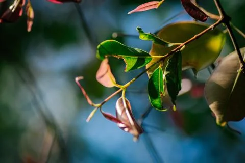 Closeup pattern of leaves with backlight effect. nature composition with nois Foto stock