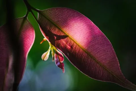 Closeup pattern of leaves with backlight effect. nature composition with nois Foto stock