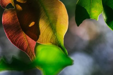 Closeup pattern of leaves with backlight effect. nature composition with nois 写真素材