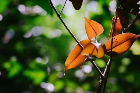 Closeup pattern of leaves with backlight effect. nature composition with nois Foto stock