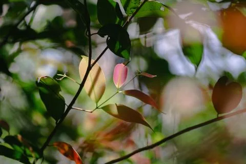 Closeup pattern of leaves with backlight effect. nature composition with nois Stock Photos