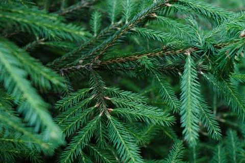 Closeup pattern of needles on the pine tree branches in the summer forest Stock Photos