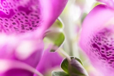 Closeup of pattern of a purple flower Stock Photos