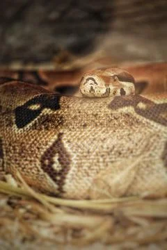 Closeup of a patterned python in the zoo of Dream Village in Morocco Foto stock