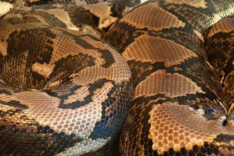 Closeup of the patterned skin of a reticulated python Foto stock
