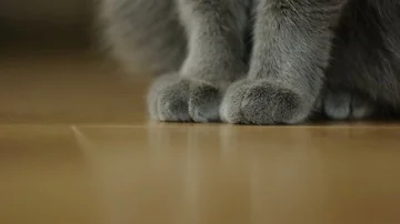 Closeup of the paw of a fluffy gray cat sitting in a room on a parquet wooden Stock Footage 85575228