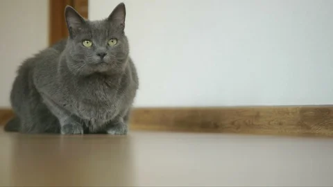 Closeup of the paw of a fluffy gray cat sitting in a room on a parquet wooden Stock Footage 85575444