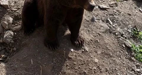 Closeup of the paws of a Brown bear in Sitka, Alaska. Stock Footage 332607049