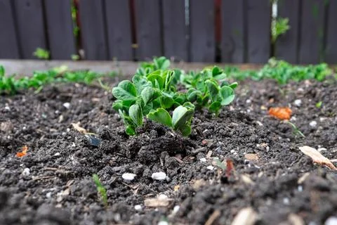 Closeup of pea sprouts growing in the garden Stock Photos