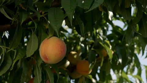 Closeup of a peach on a tree between green leaves.  Stock Footage 159305474