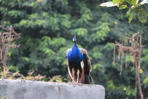 Closeup of a Peacock bird Stock Photos