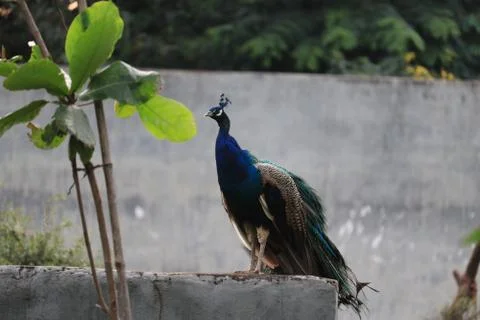 Closeup of a Peacock bird Stock Photos