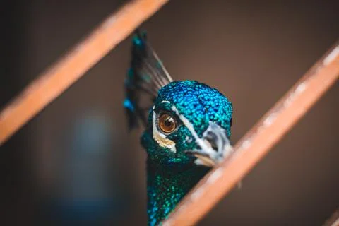 A closeup of a peacock in cage Foto stock