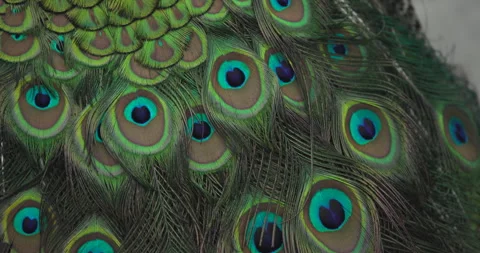Closeup of Peacock Feathers Stock Footage 329316740