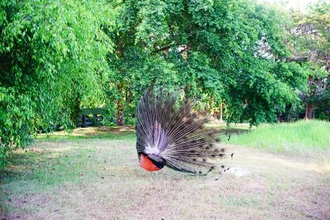 Closeup of peacock Stock Photos