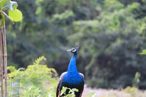 Closeup of a Peacock Stock Photos