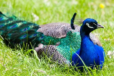 Closeup on a Peacock Resting Stock Photos