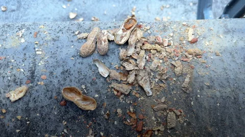 Closeup of peanut shells under the seat at a ballpark Stock Footage 244061812