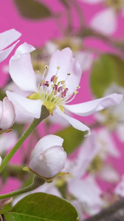 Closeup of Pear Flowers Opening in Spring on Pink Background, Vertical Growing Stock Footage 311919883