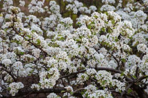 Closeup of pear tree blossom in spring. Stock Photos