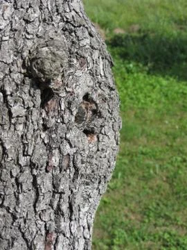 Closeup of pear tree trunk against green background Stock Photos