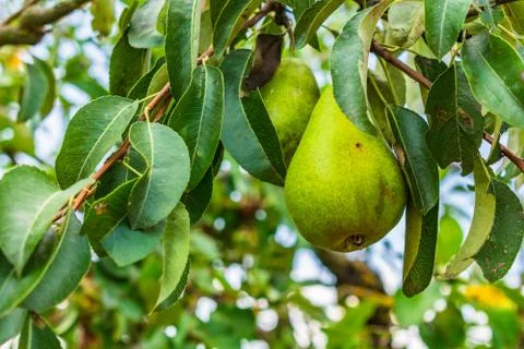 A closeup of pears on tree branches surrounded by greenery with a blurry back Foto stock