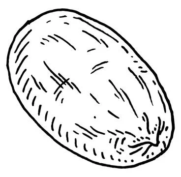 Closeup pecan in shell. Vector engraving black vintage illustration. イラスト素材