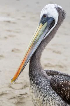 Closeup of pelican Stock-Fotos