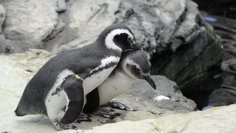 Closeup of pengin couple Stock Footage 97277478