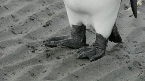 Closeup of Penguin Stock Footage 11957929
