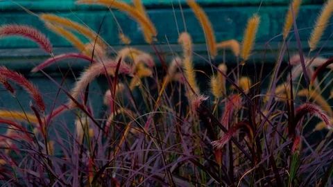 Closeup Of pennisetum setaceum Stock Footage 86281571