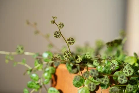 Closeup of Peperomia Prostrata - string of turtles houseplant in terracotta Stock-Fotos