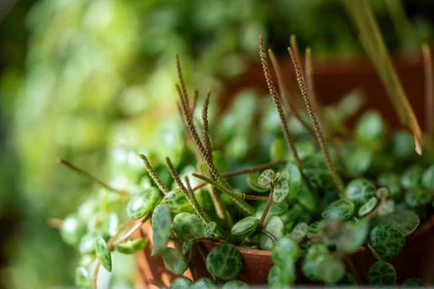 Closeup of Peperomia Prostrata string of turtles houseplant in terracotta flower Stock Photos