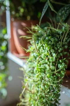 Closeup of Peperomia Prostrata - string of turtles houseplant in ceramic fl.. Stock Photos