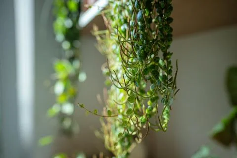 Closeup of Peperomia Prostrata - string of turtles houseplant in ceramic fl.. Stock Photos