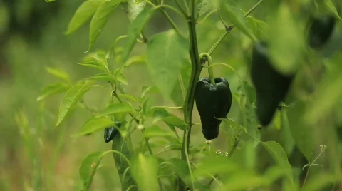 Closeup of Pepper Plant 動画素材 594187