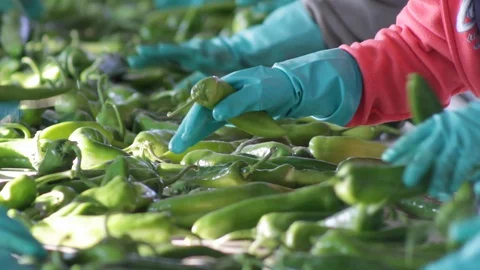 CloseUp of  Pepper separation process in processing plant Stock-Footage 130044037