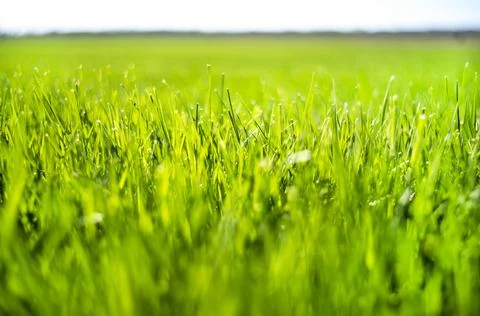 Closeup perfect green grass lawn and horizon line Stock Photos