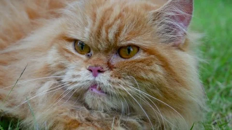 Closeup of Persian cat stroked by man on green grass Stock Footage 82579160
