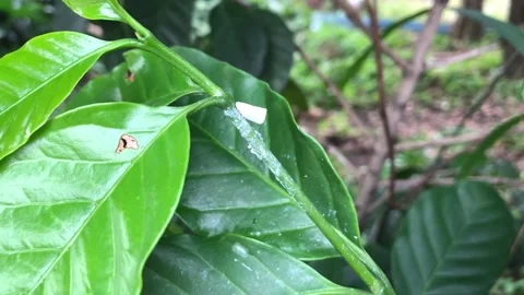 Closeup Pest On Leaf Coffee Stock Footage 217911072