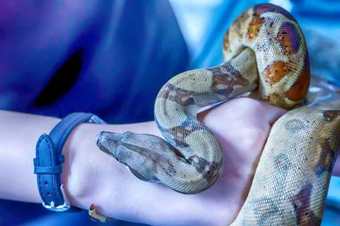Closeup of a pet snake with a scales pattern on a hand Stock Photos