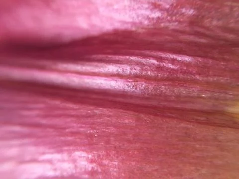 Closeup of a petal Stock Photos