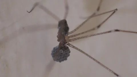 Closeup Of Pholcus phalangioides 動画素材 279801736