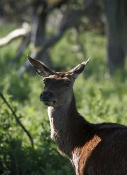 Closeup Stock Photos